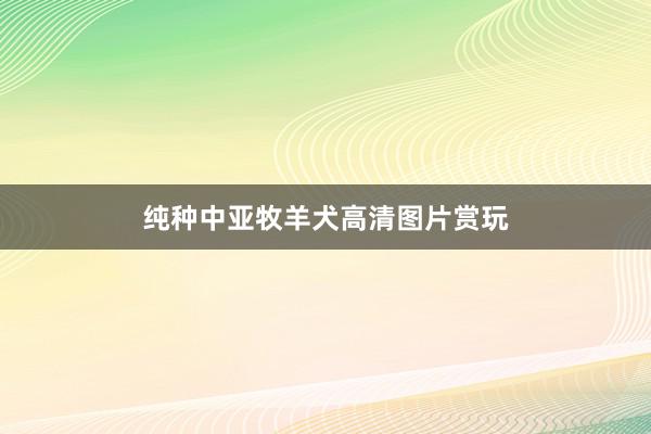 纯种中亚牧羊犬高清图片赏玩